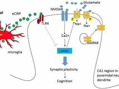 What is the primary psychoactive ingredient in alcoholic beverages?