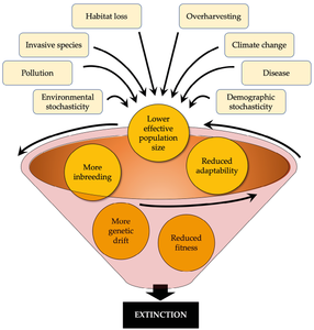 Which process describes how species change over time?