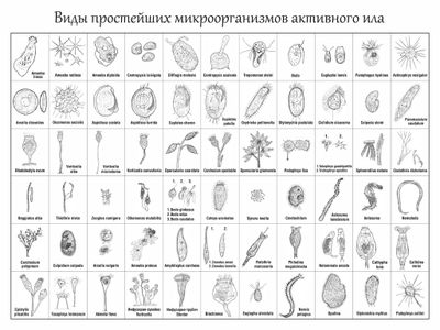 Which of the following is NOT a type of microorganism?