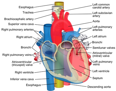 Where is the aorta located?