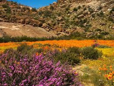 What phenomenon can cause a desert to occasionally bloom with flowers?