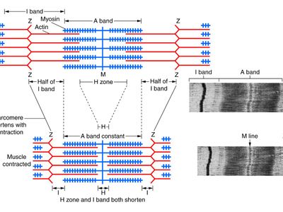 What is the term for the maximum amount of force that a muscle can generate?