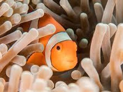 What type of fish is Nemo from the movie 'Finding Nemo'?