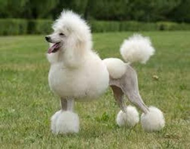 Name this dog breed