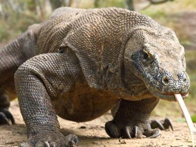 About how long is an adult Komodo dragon?