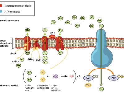 Which molecule stores and transfers genetic information in cells?