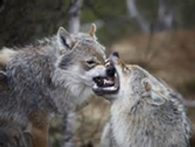 Are these wolves fighting or playing?