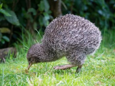 What type of food do kiwi birds usually eat?