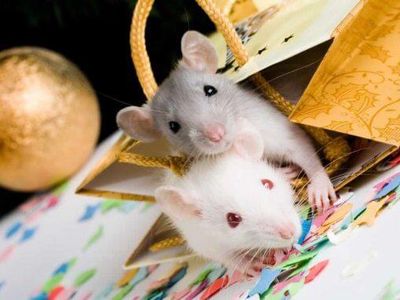 What should you avoid feeding your mice?