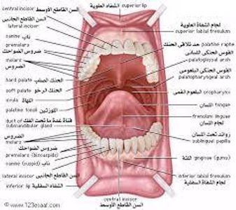 ما اسم العضو المشار اليه