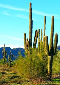 Which desert is famous for its iconic 'Saguaro' cactus?