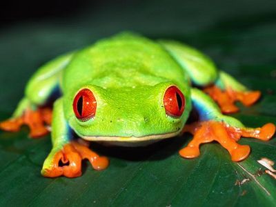 What group do frogs belong to?