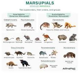 What type of animal is classified as a marsupial?