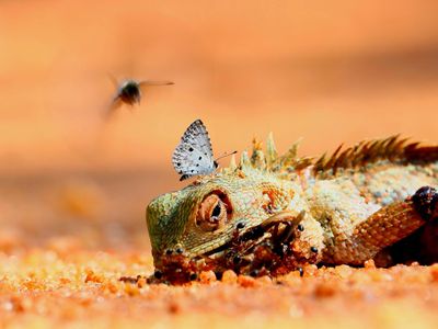 How do lizards adapt to their environment?