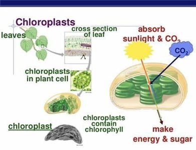 Where does photosynthesis occur in plant cells?