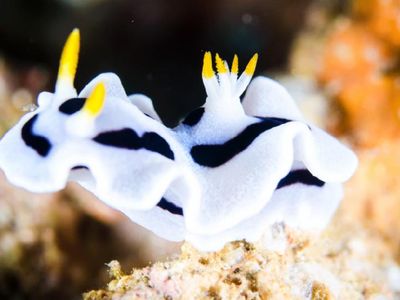 do nudibranch have teeth?