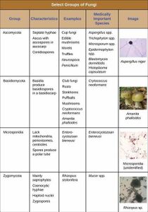 Which of the following is a fungal infection in humans?