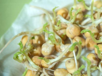 Which legume is eaten as sprouts?