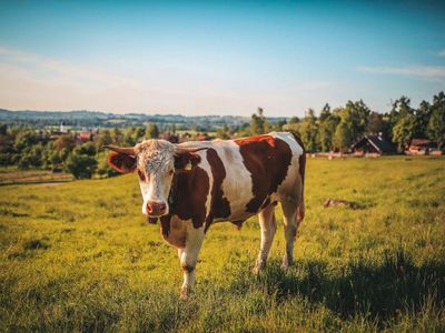 What is the minimum waiting time between consuming dairy and meat?