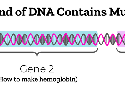 What is the term for the different forms of a gene?