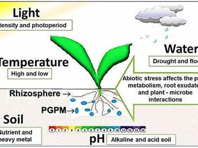 Which of the following is an abiotic factor?