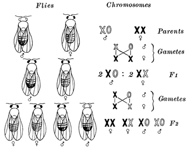 Which of the following is an example of a sex-linked genetic disorder?