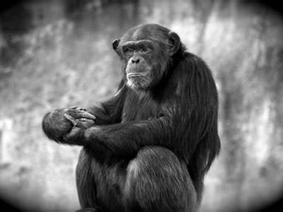 How should you respond if a chimp displays threatening behavior?