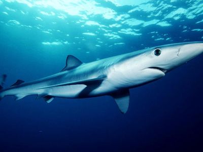 About how long is an average blue shark?