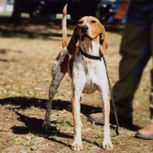 This dog is a sweet, mellow and sociable dog of the hound group