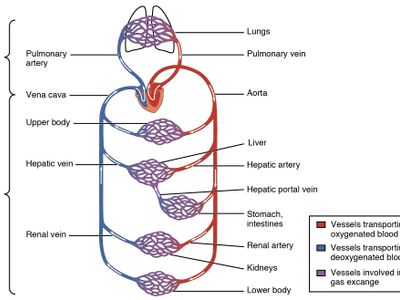 What is the main function of the heart?