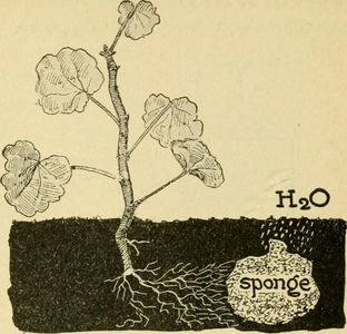 Which of these is NOT a part of the circulatory system in plants?