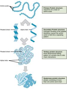 Which structures in different organisms have similar functions but different evolutionary origins?