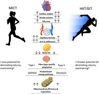 Which of the following is not a benefit of HIIT?