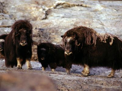 What type of eater is a musk ox?