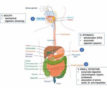 In which organ does digestion of proteins begin?