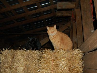 Barn cats are found in the stables of which style?