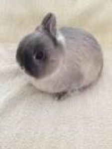 What rabbit is this?