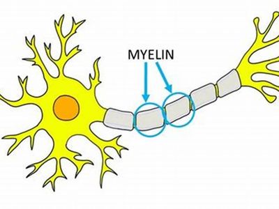 What is the role of myelin in the nervous system?