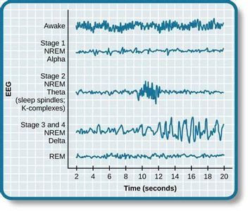 What is the term for the rhythmic pattern of sleep stages?