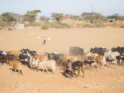 What is the collective noun for a group of cows?