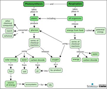 What are the product of photosynthesis?