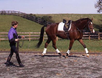 You should never let your horse ______ right after exercise.