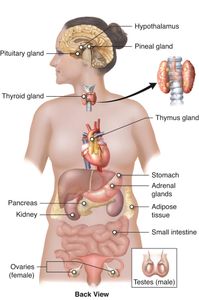 Which organ in the body regulates the body's water balance?