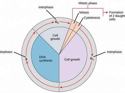 What is the process by which DNA is copied during cell division called?