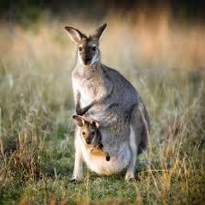 What do you call a baby kangaroo?