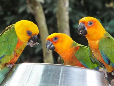 What's orange and sounds like a parrot?