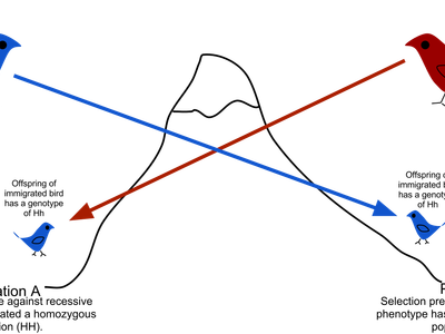 What is the role of gene flow in evolution?