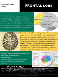 Which part of the brain controls higher cognitive functions such as reasoning and decision-making?