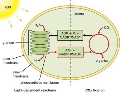 Which of the following is a reactant in photosynthesis?