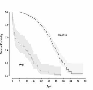 What is the average lifespan of a chimpanzee in the wild?